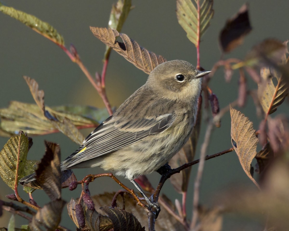 Yellow-rumped Warbler - ML490925581