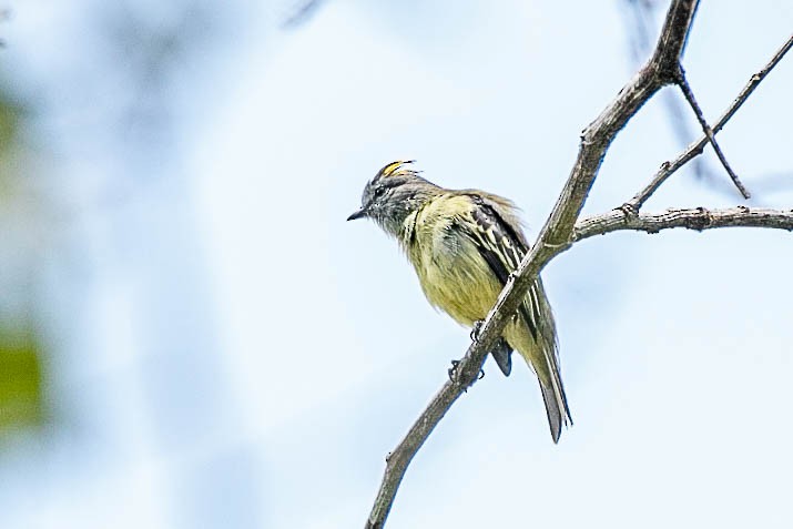 Yellow-crowned Tyrannulet - ML490925611