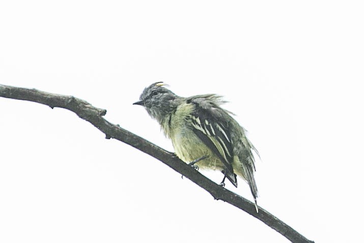 Yellow-crowned Tyrannulet - ML490925621