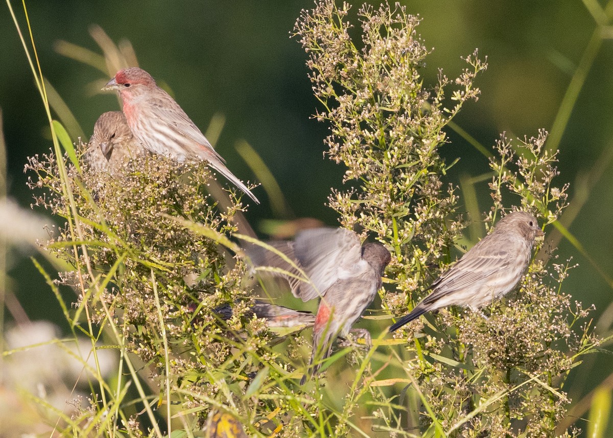 House Finch - Evelyn Ralston