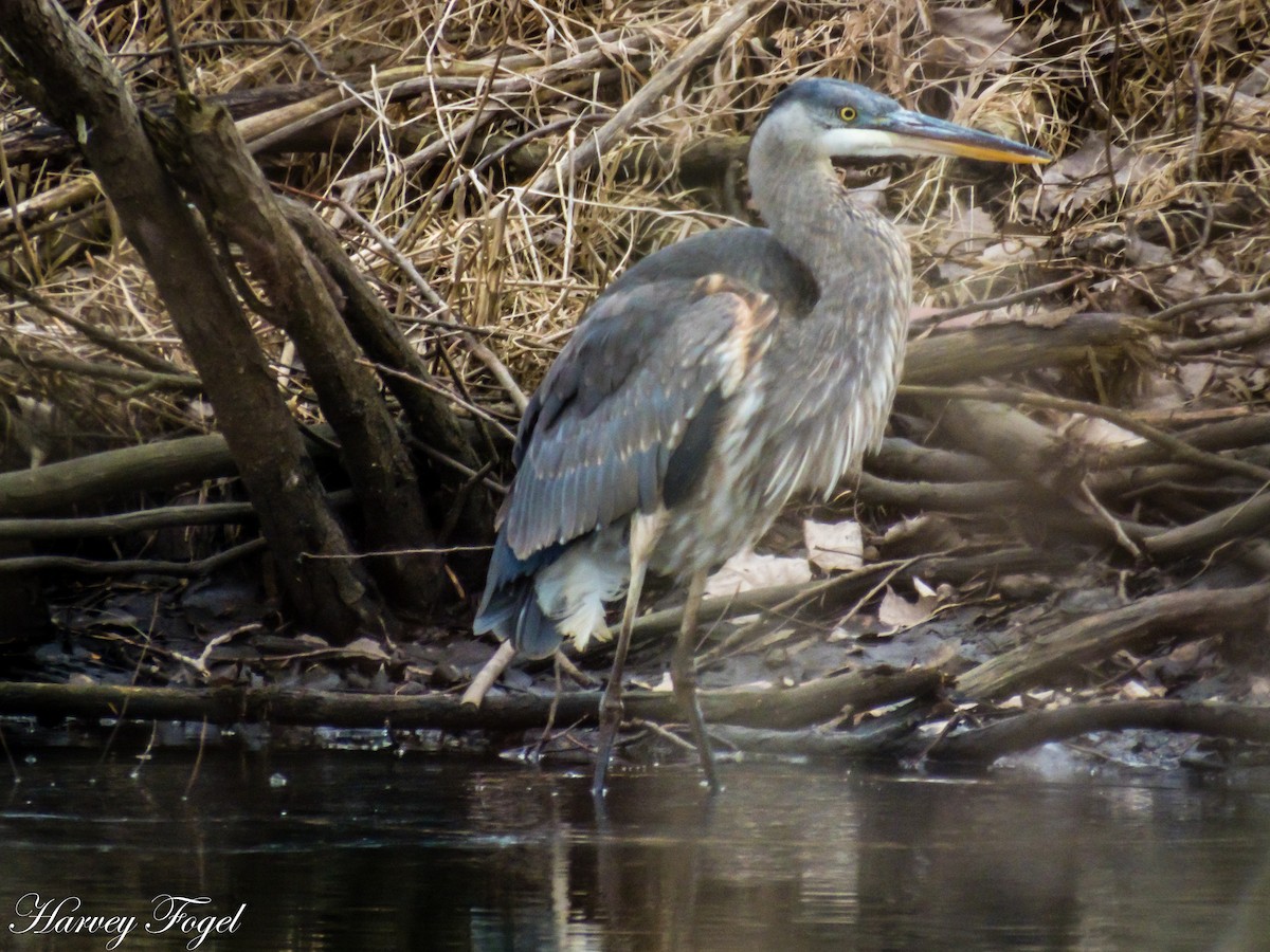 Great Blue Heron - ML49092971