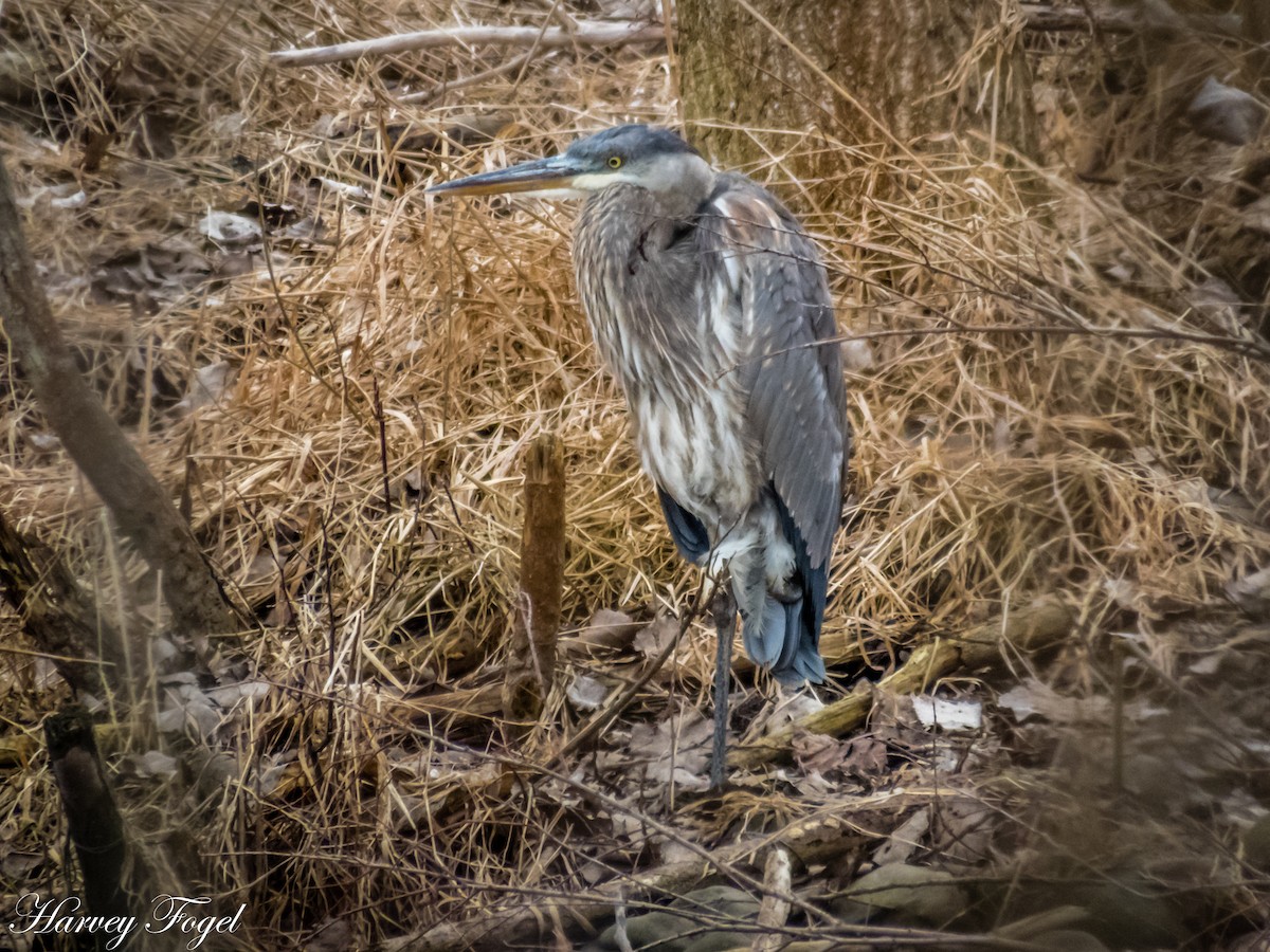 Great Blue Heron - ML49093011