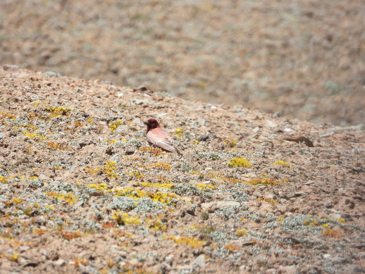 Tibetan Rosefinch - Zhuofei Lu