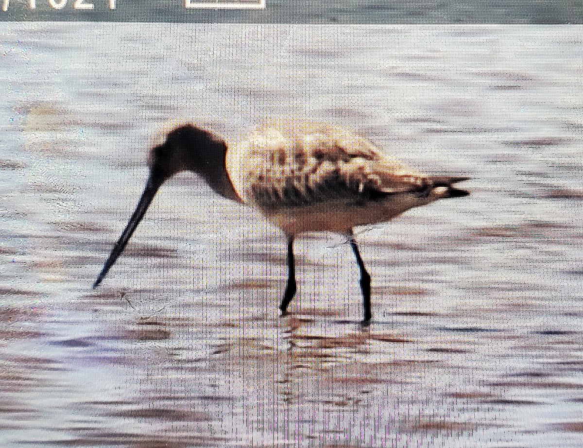 Hudsonian Godwit - ML490932431