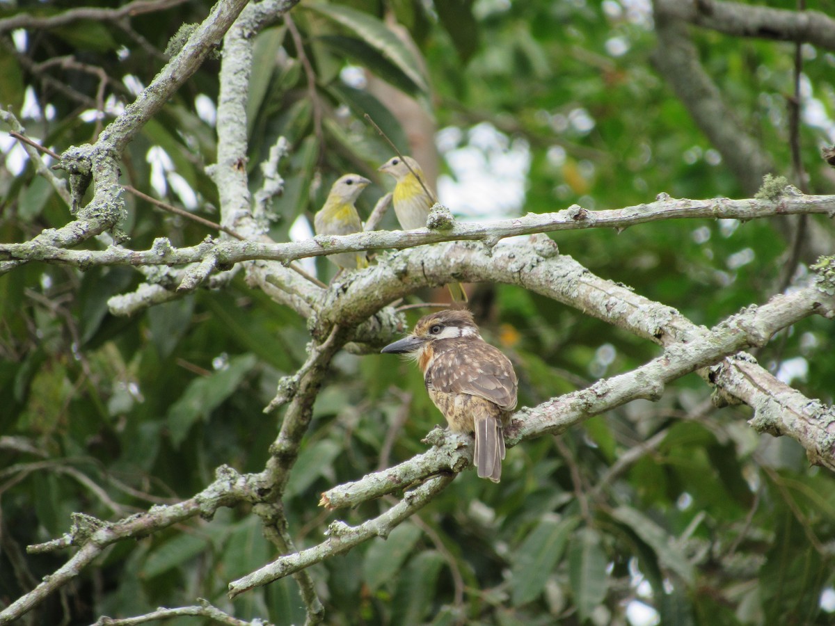 Russet-throated Puffbird - ML490932851