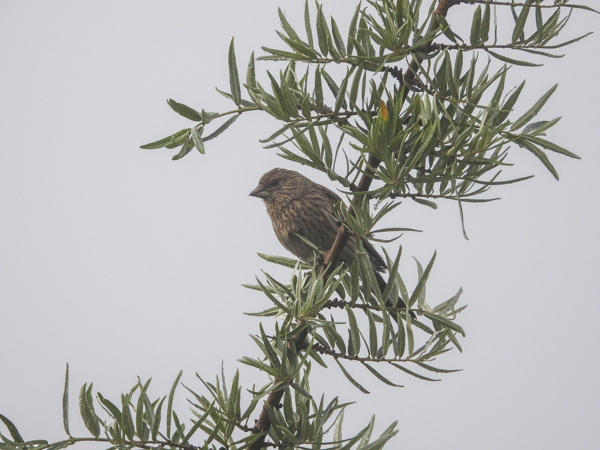 Streaked Rosefinch - Zhuofei Lu