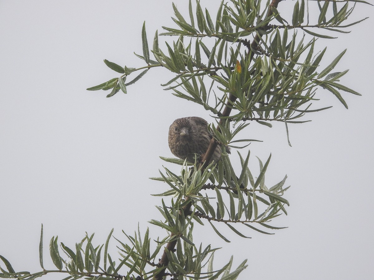 Streaked Rosefinch - ML490933121