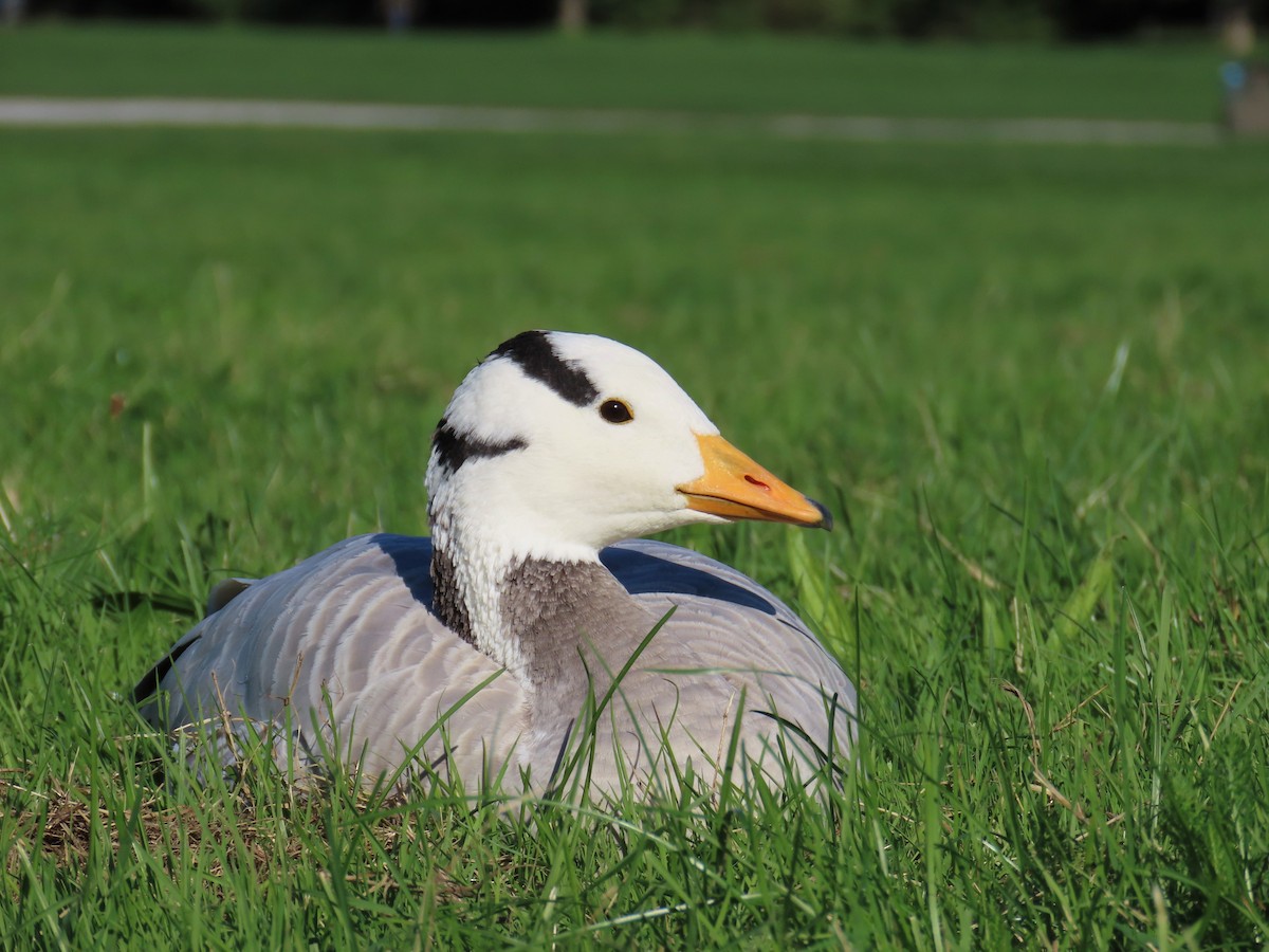 Bar-headed Goose - Nicholas Fordyce - Birding Africa