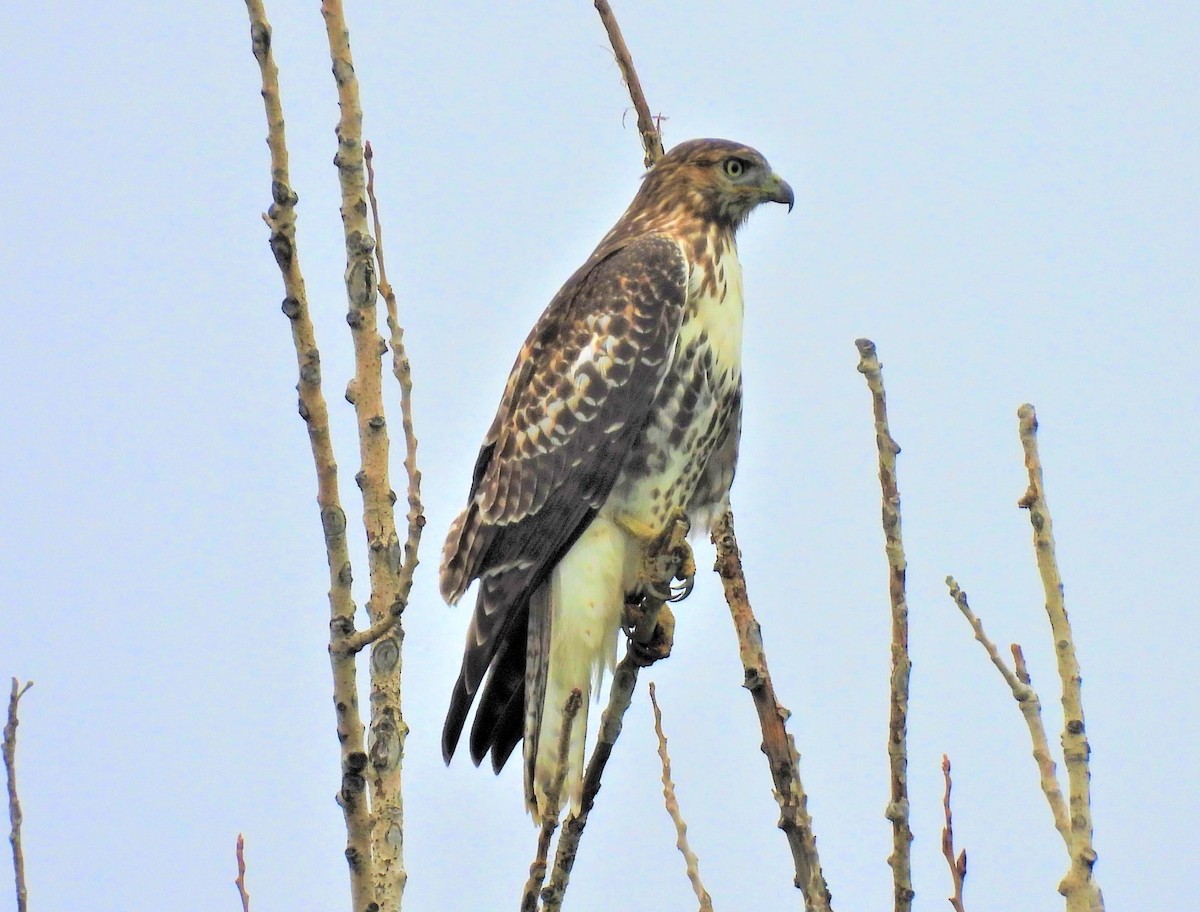 Red-tailed Hawk - ML490933451