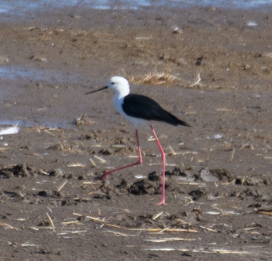 Black-winged Stilt - ML490935521