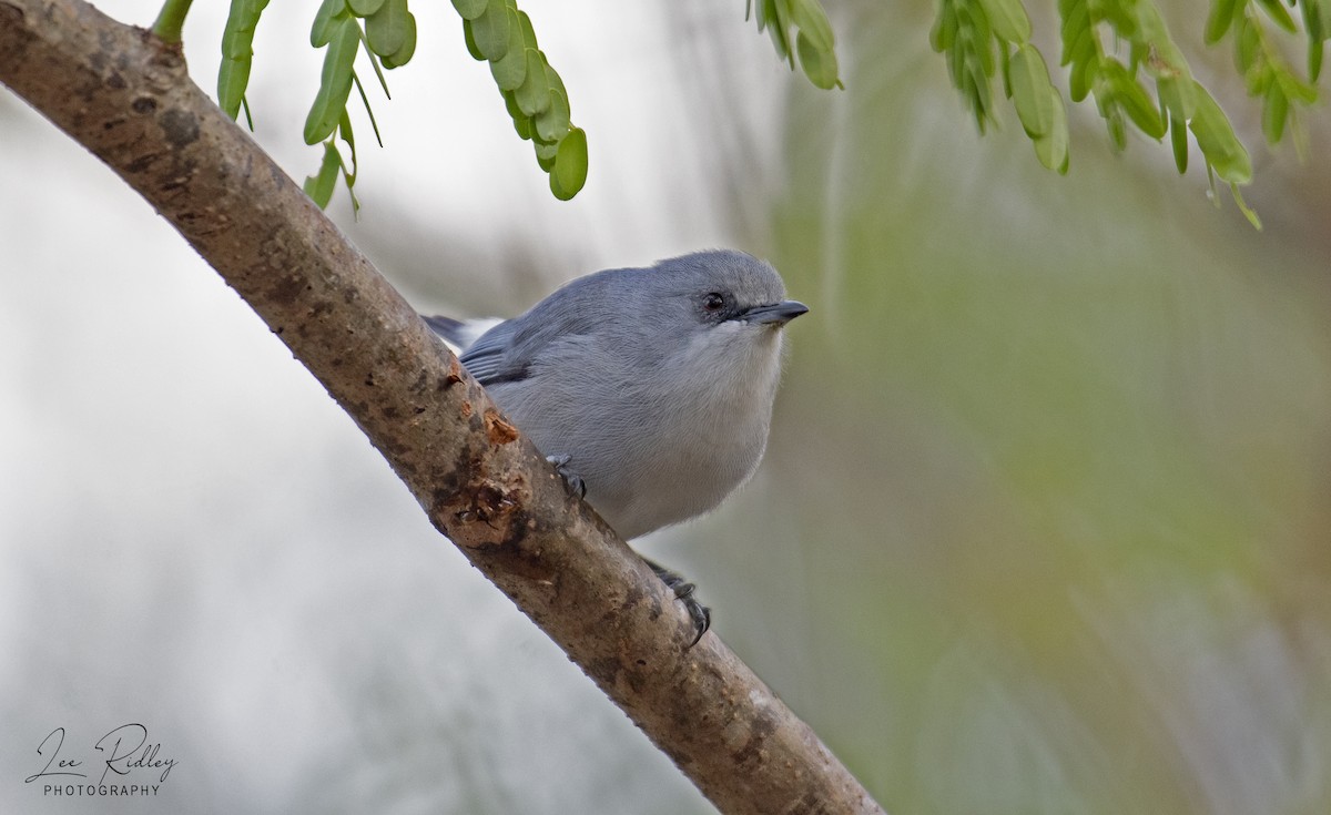 Mauritius Gray White-eye - Lee Ridley