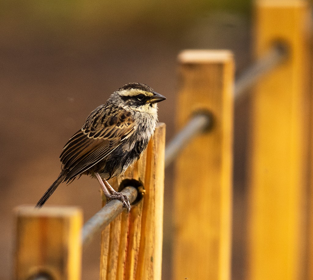 Striped Sparrow - ML490935791