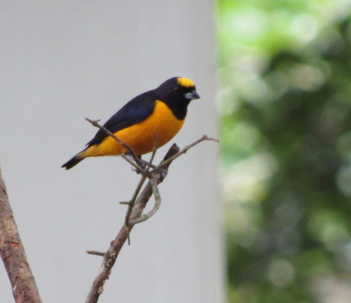 Velvet-fronted Euphonia - ML490935931