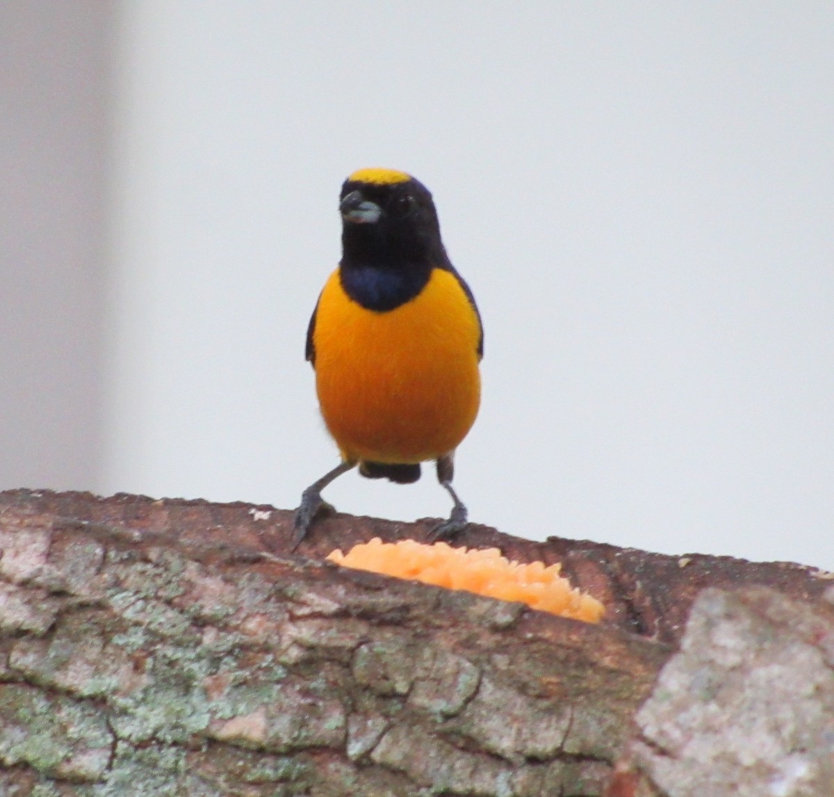 Velvet-fronted Euphonia - ML490935941