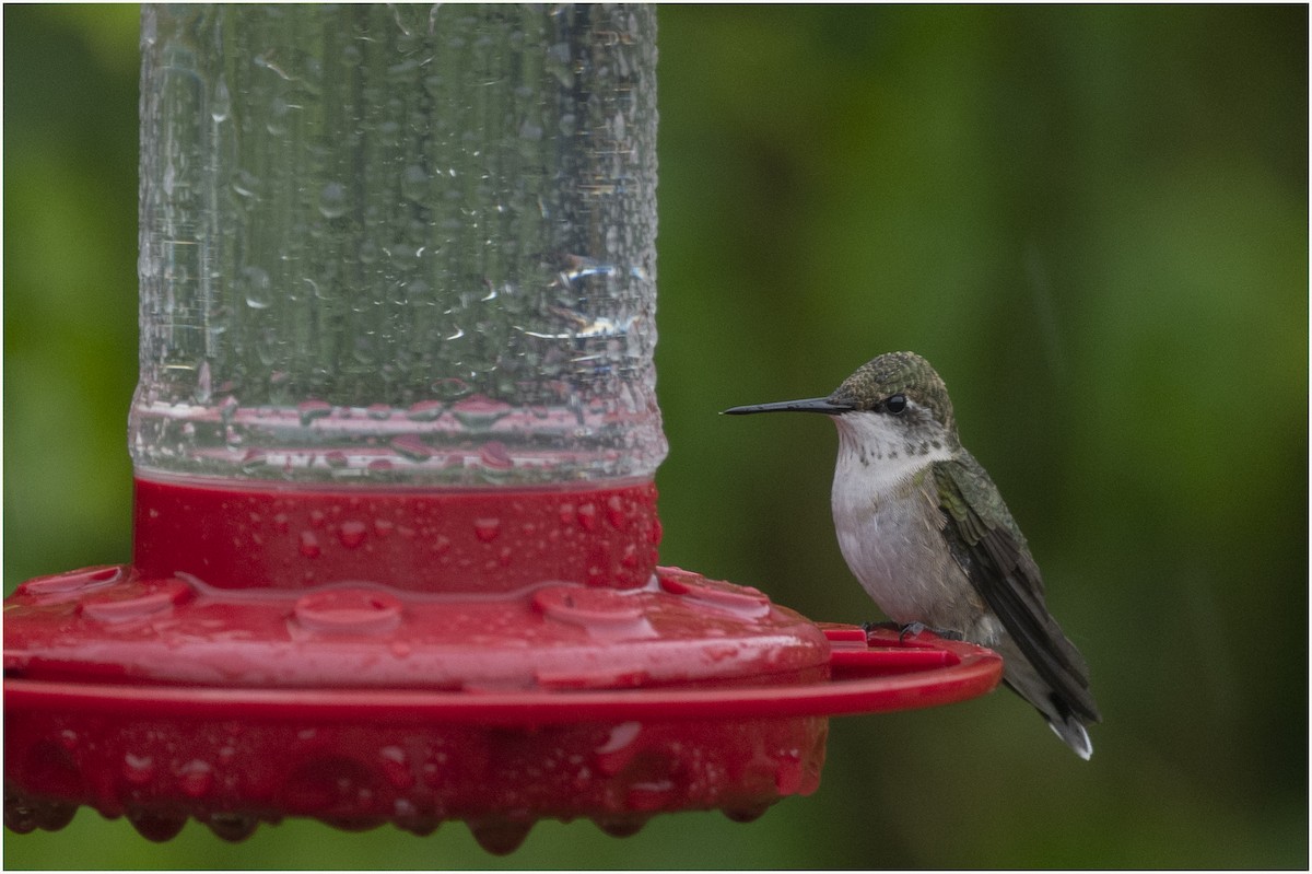 Ruby-throated Hummingbird - Donna McKnight