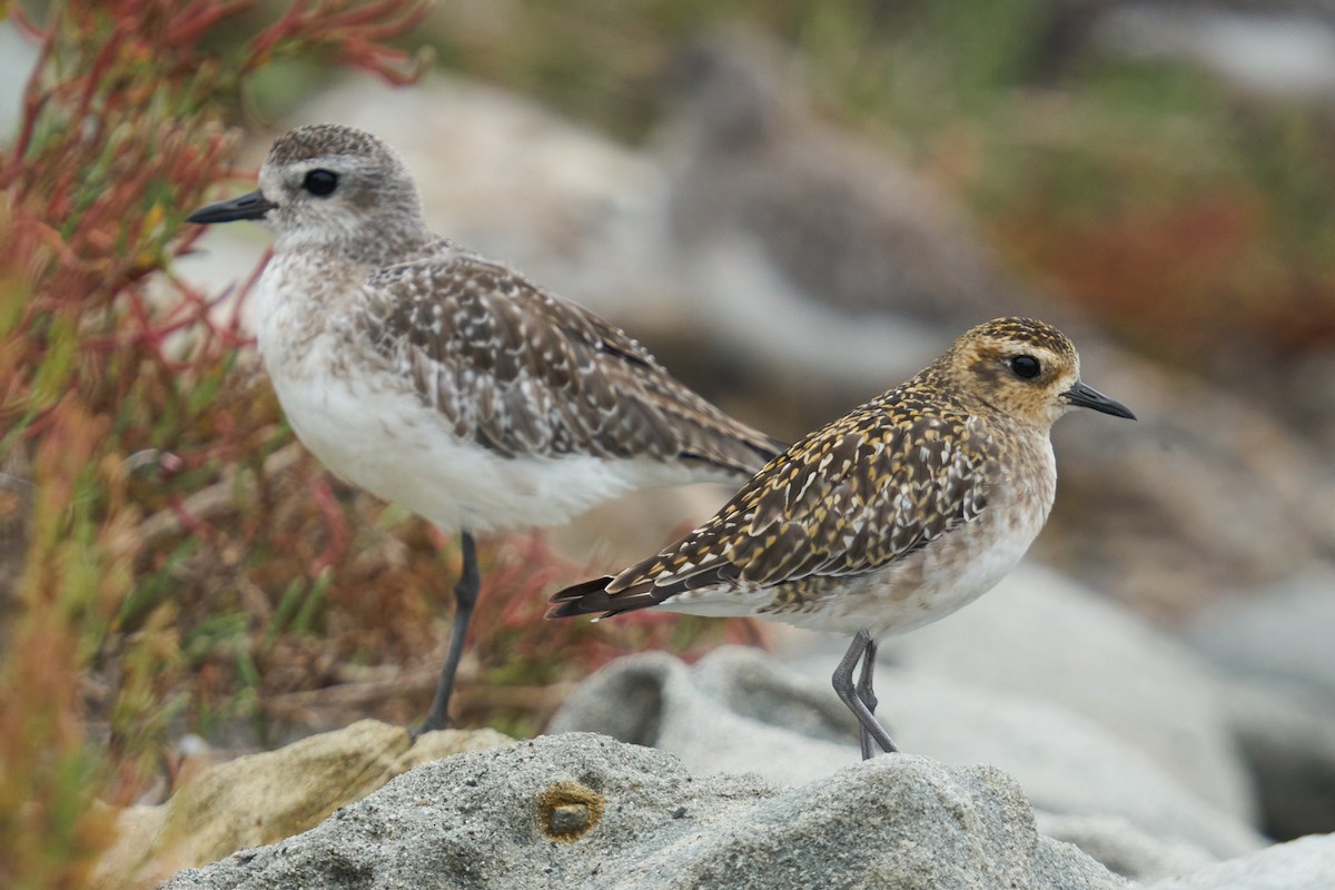 Pacific Golden-Plover - Grigory Heaton