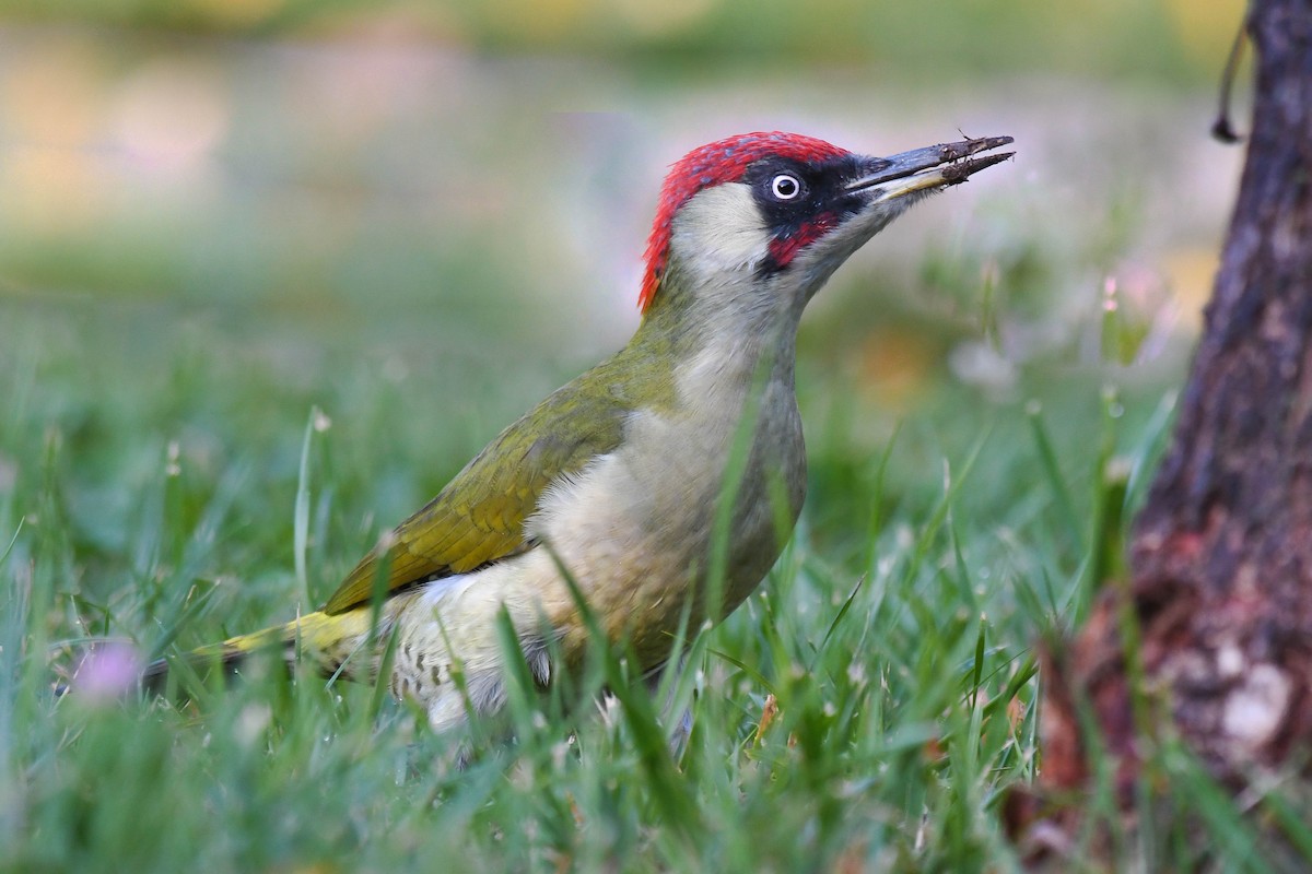 Eurasian Green Woodpecker (Eurasian) - Itamar Donitza