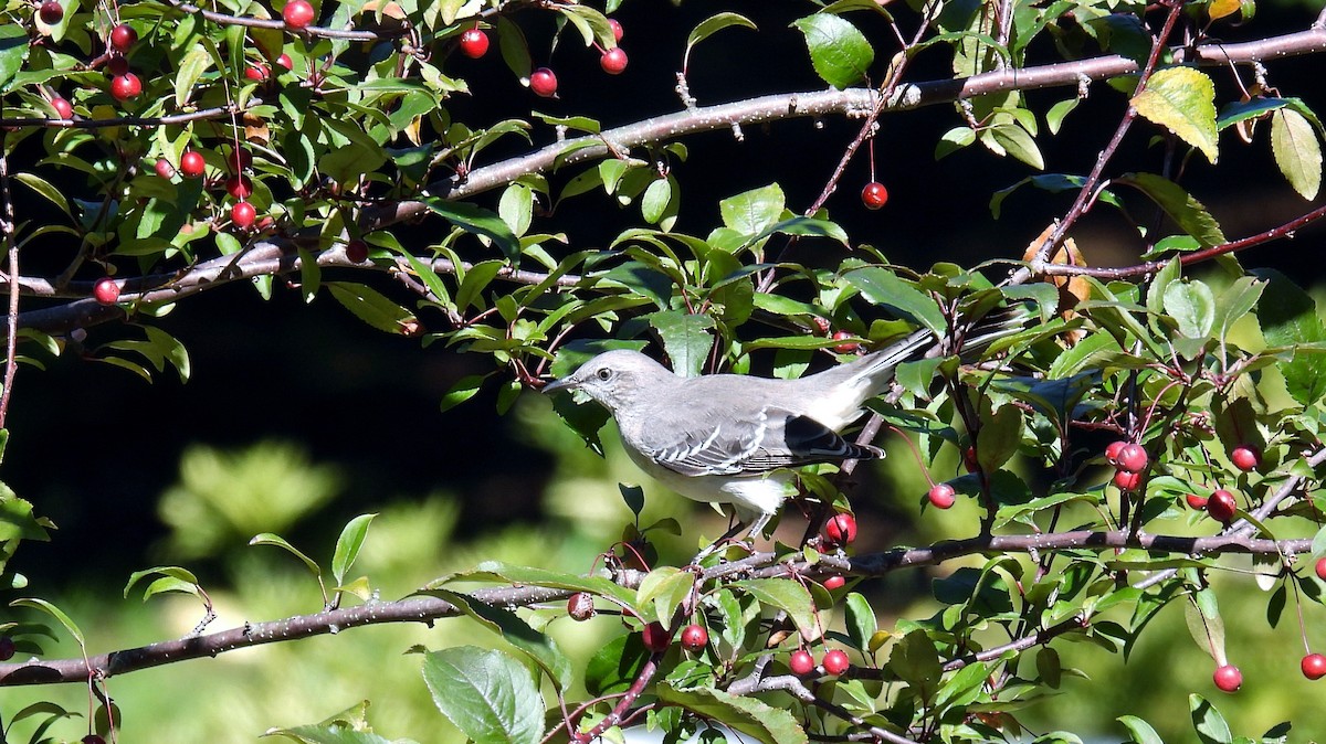 Northern Mockingbird - ML490938731