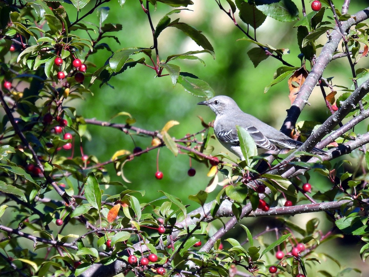 Northern Mockingbird - Douglas Cioffi