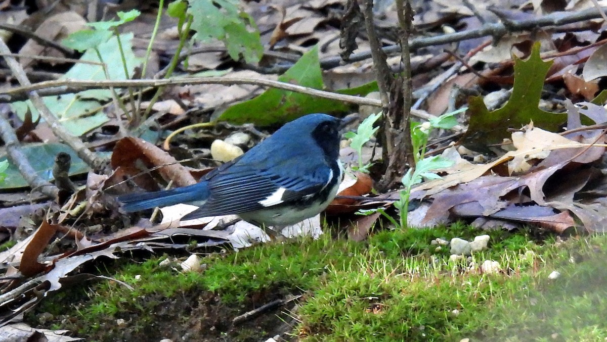 Black-throated Blue Warbler - ML490939171