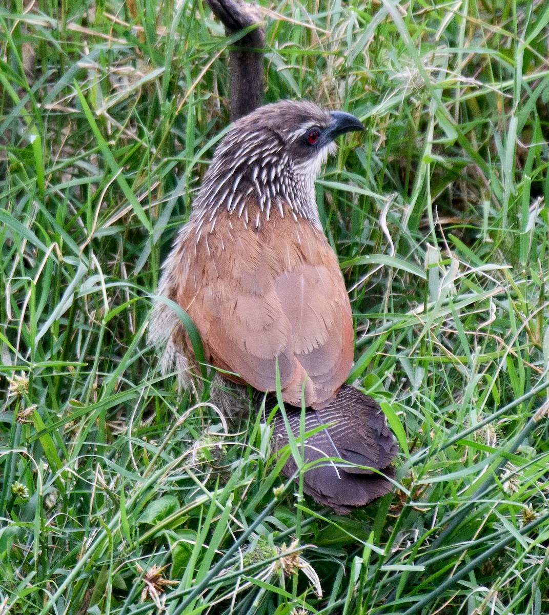 White-browed Coucal - ML490939541