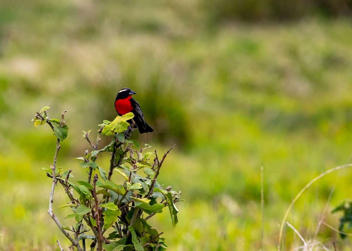 White-browed Meadowlark - ML490940561