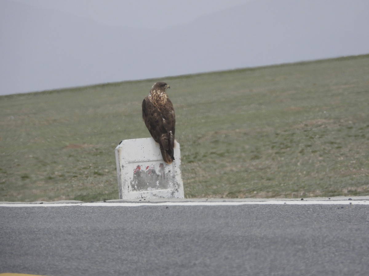 Upland Buzzard - Zhuofei Lu