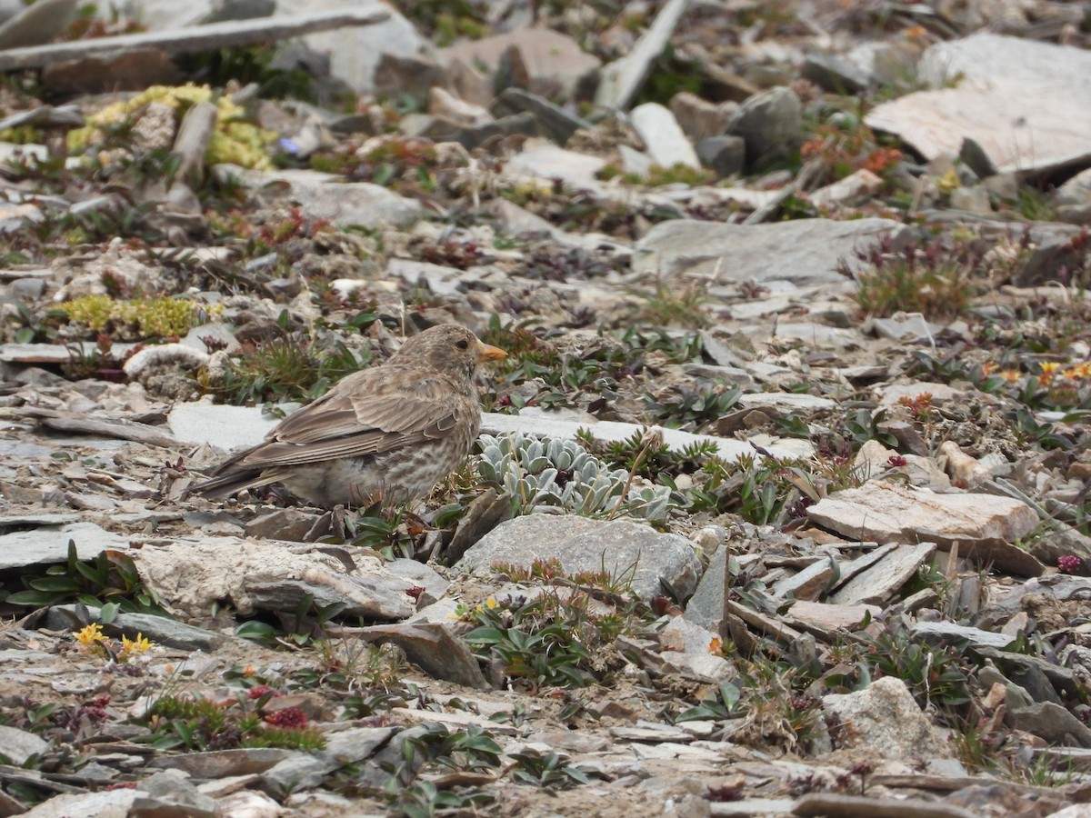 Tibetan Rosefinch - Zhuofei Lu