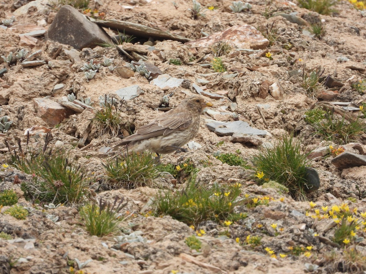 Tibetan Rosefinch - Zhuofei Lu