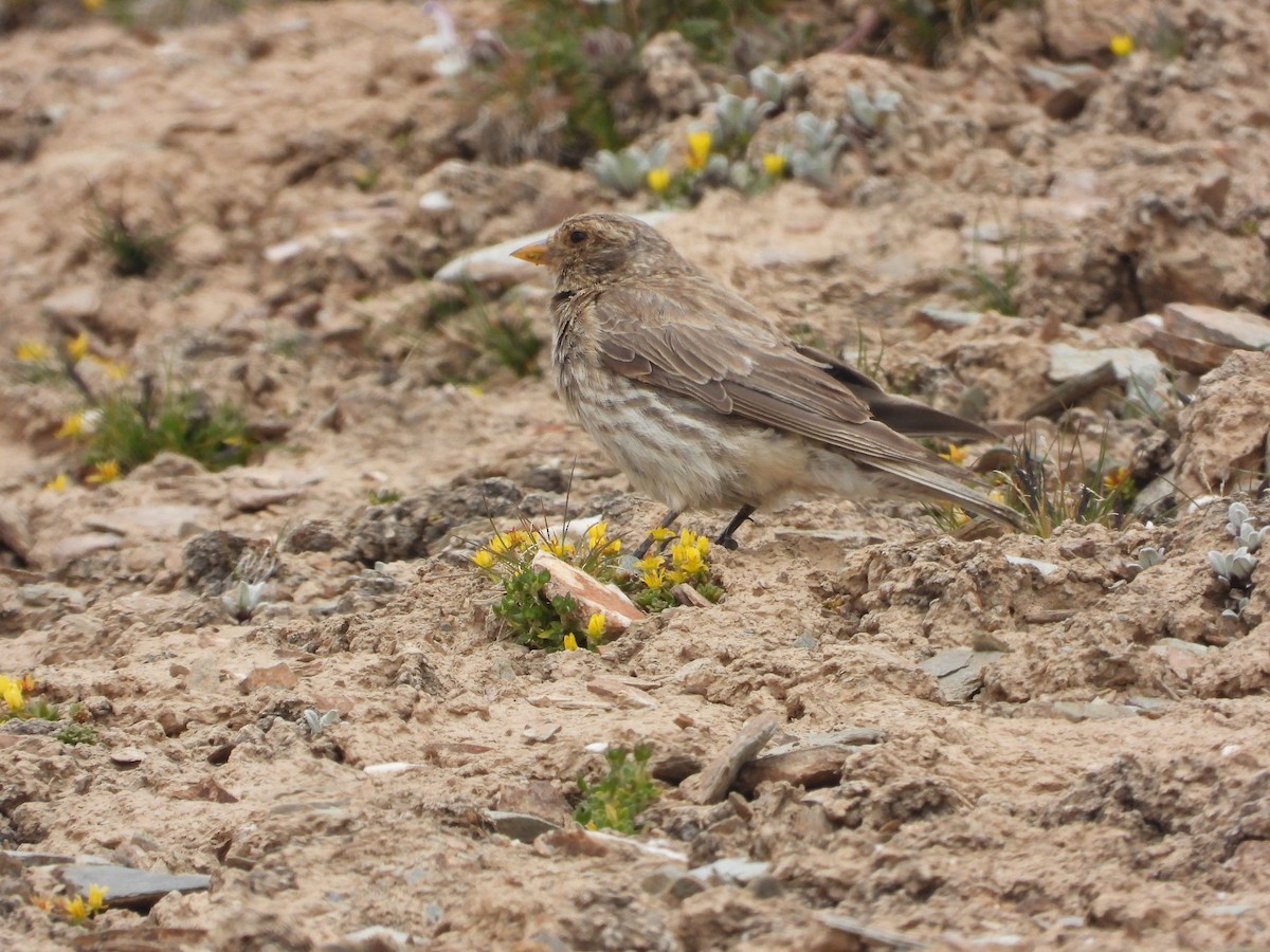 Tibetan Rosefinch - Zhuofei Lu