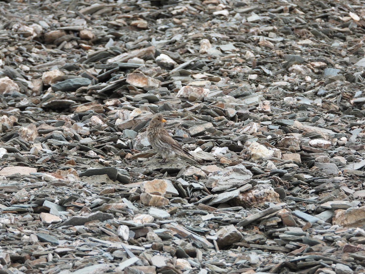 Tibetan Rosefinch - Zhuofei Lu