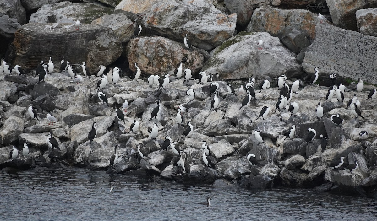 Black-faced Cormorant - ML490942101