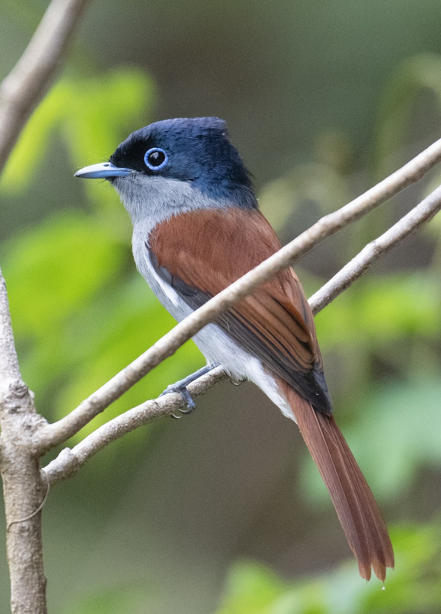 Mascarene Paradise-Flycatcher - ML490942141