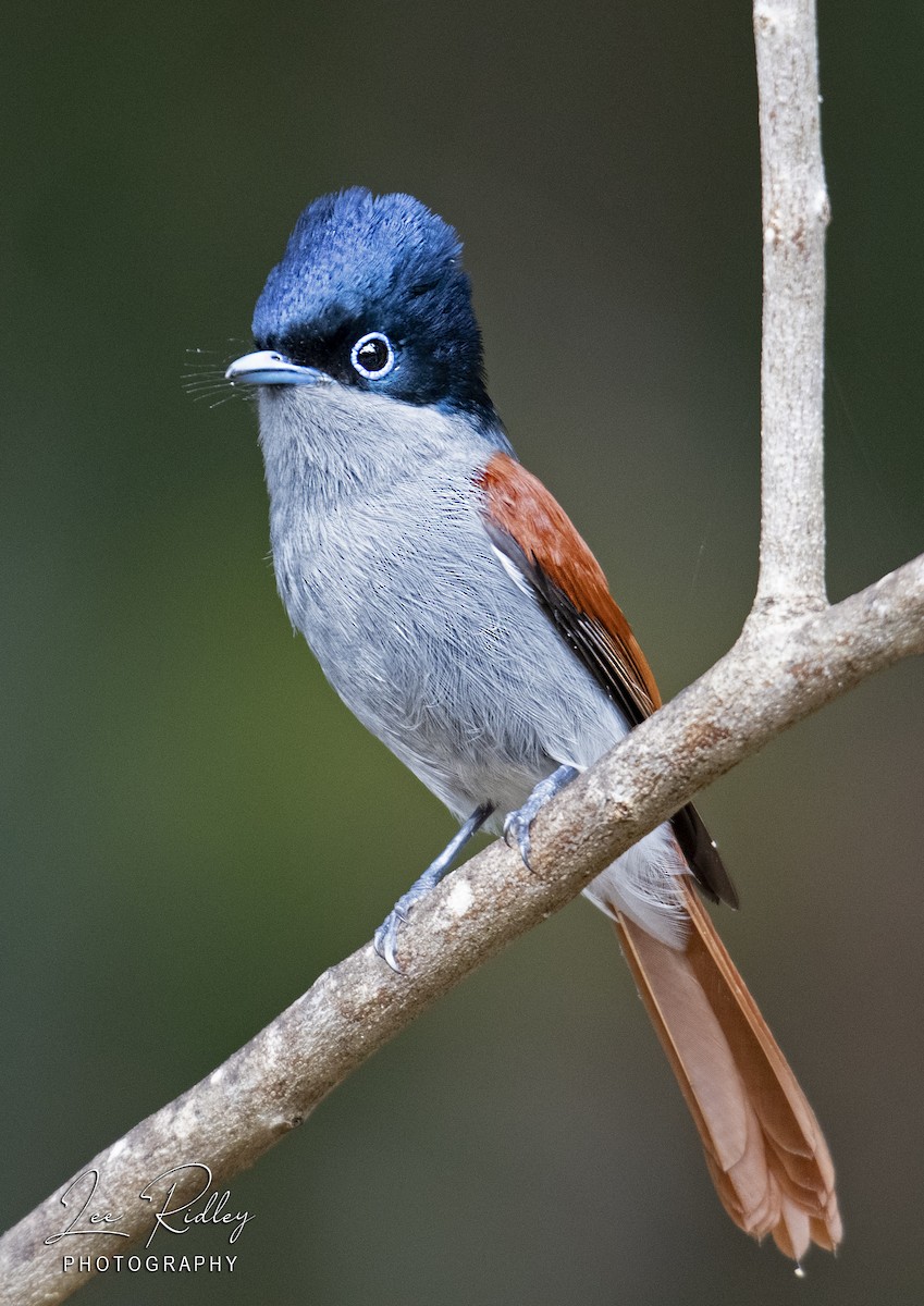 Mascarene Paradise-Flycatcher - ML490942161