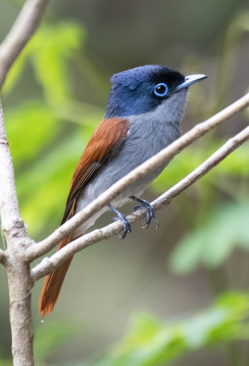 Mascarene Paradise-Flycatcher - Lee Ridley