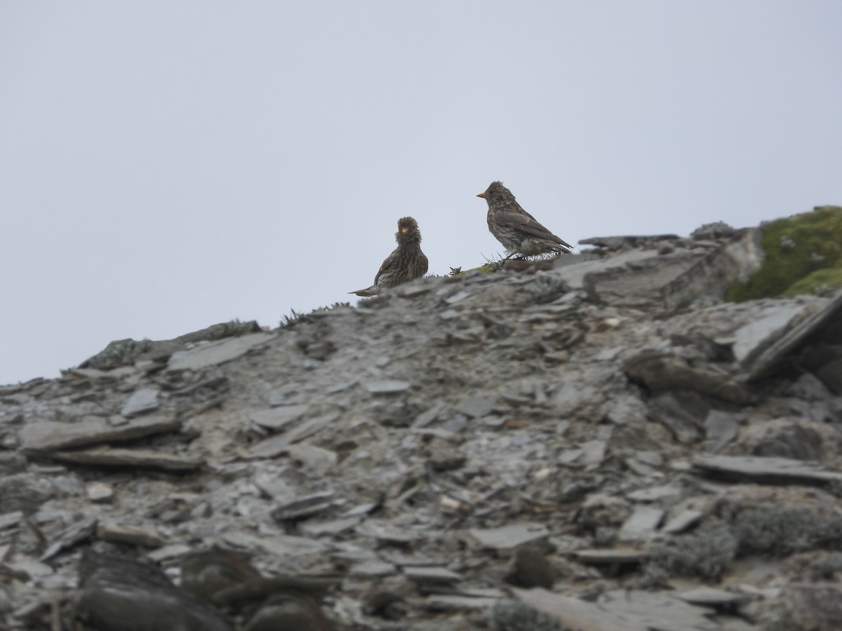 Tibetan Rosefinch - ML490942781