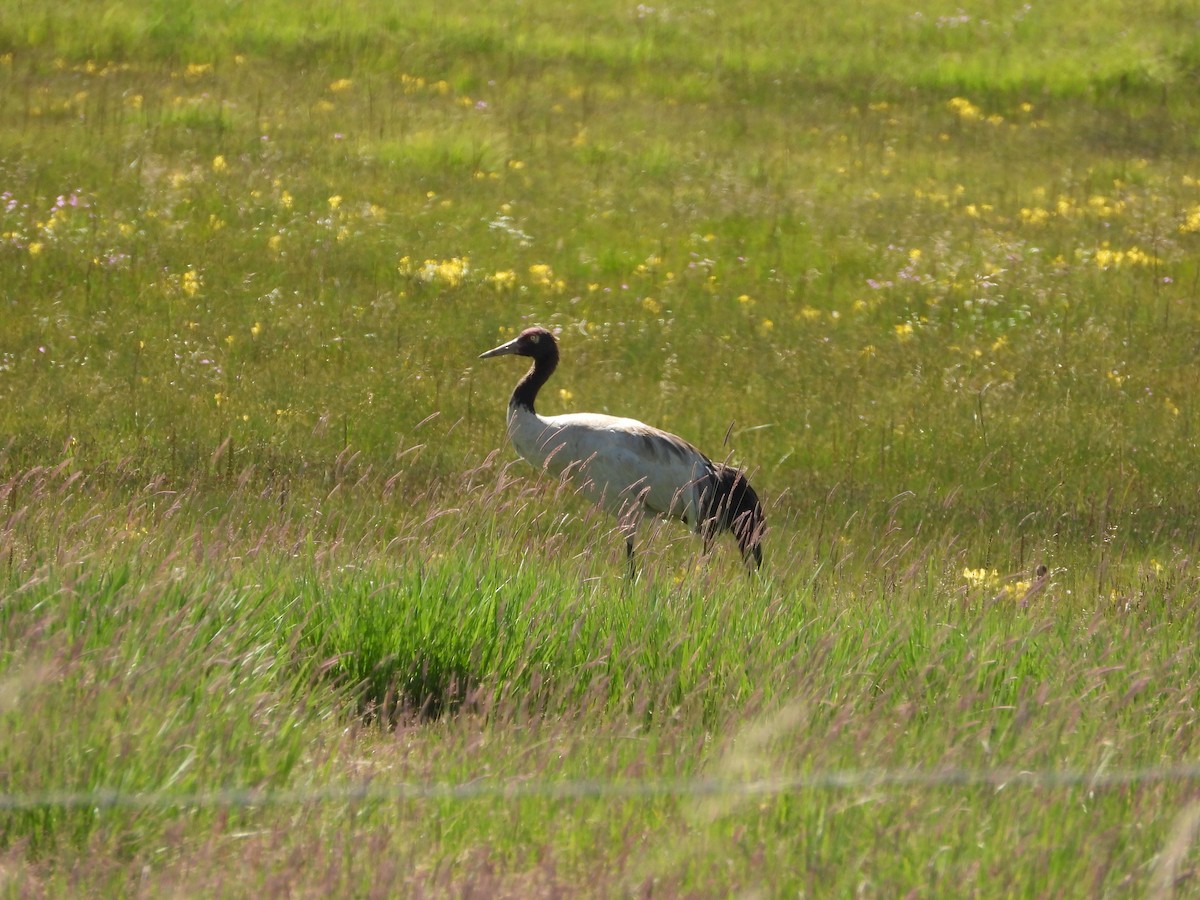 Black-necked Crane - Zhuofei Lu