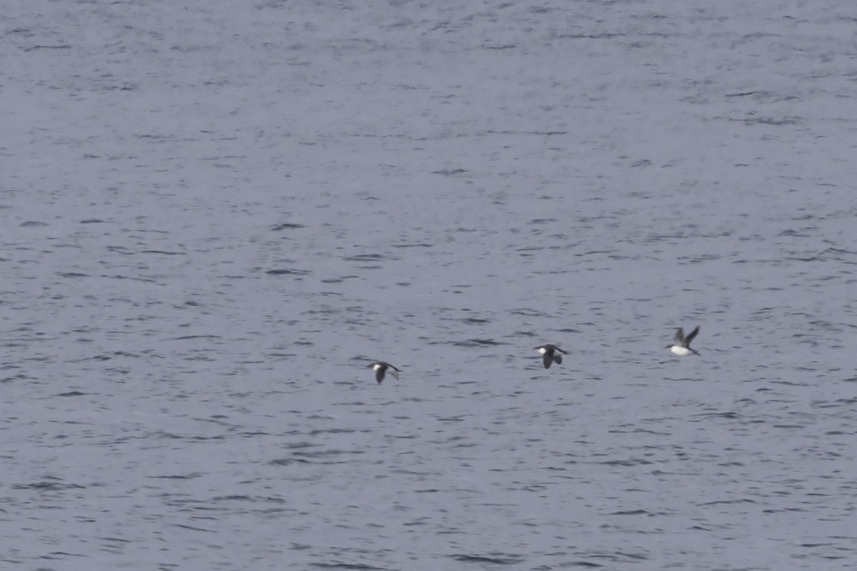 Dickschnabellumme - ML490944981