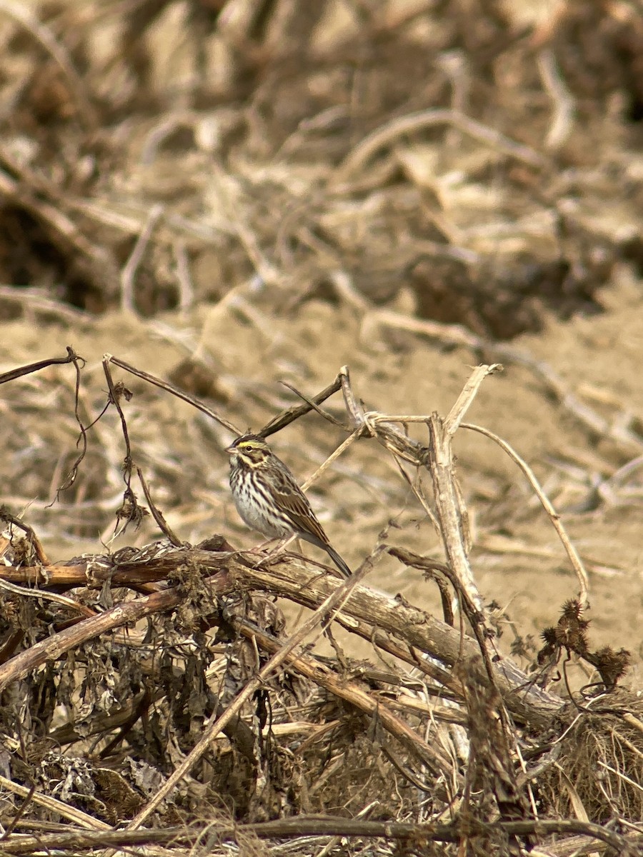 Savannah Sparrow - ML490946451