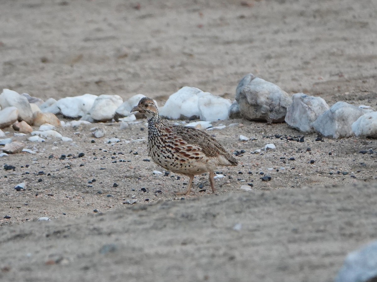 Orange River Francolin - ML490947221