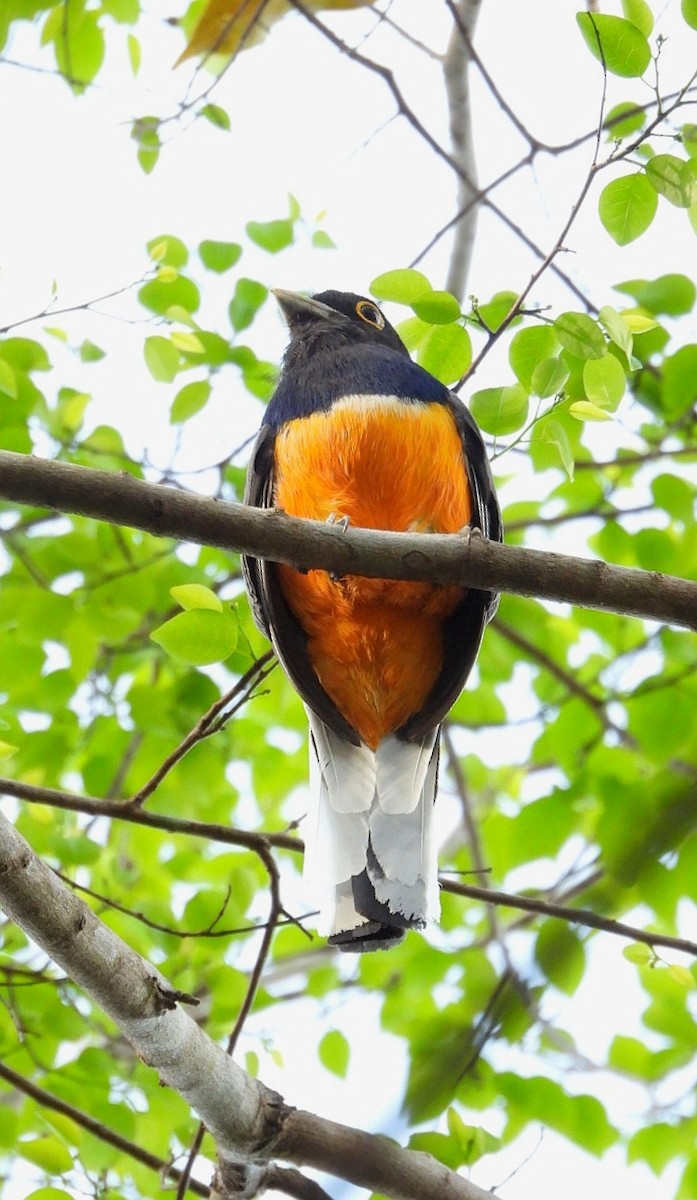 Trogon surucua - ML490948501