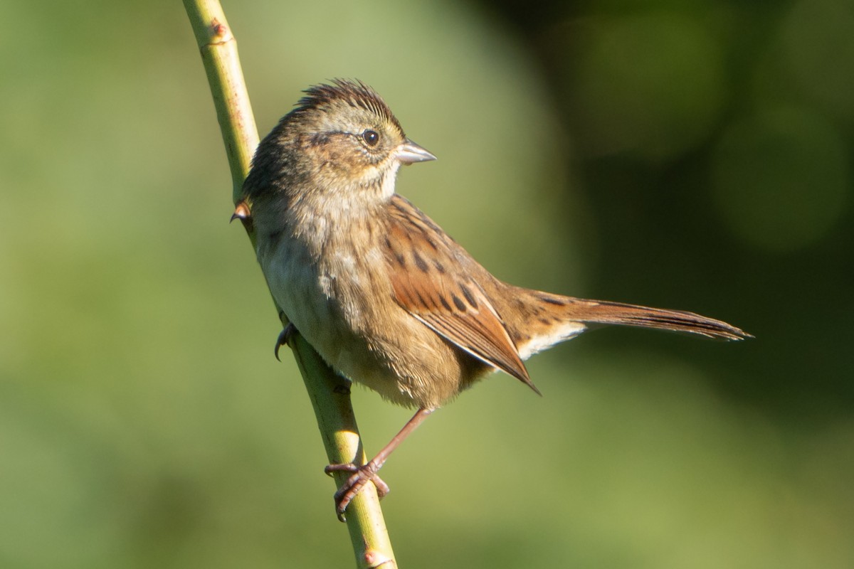 Swamp Sparrow - ML490951381