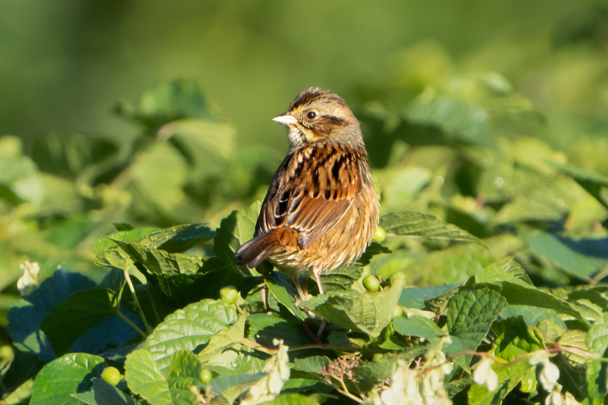 Swamp Sparrow - ML490951391