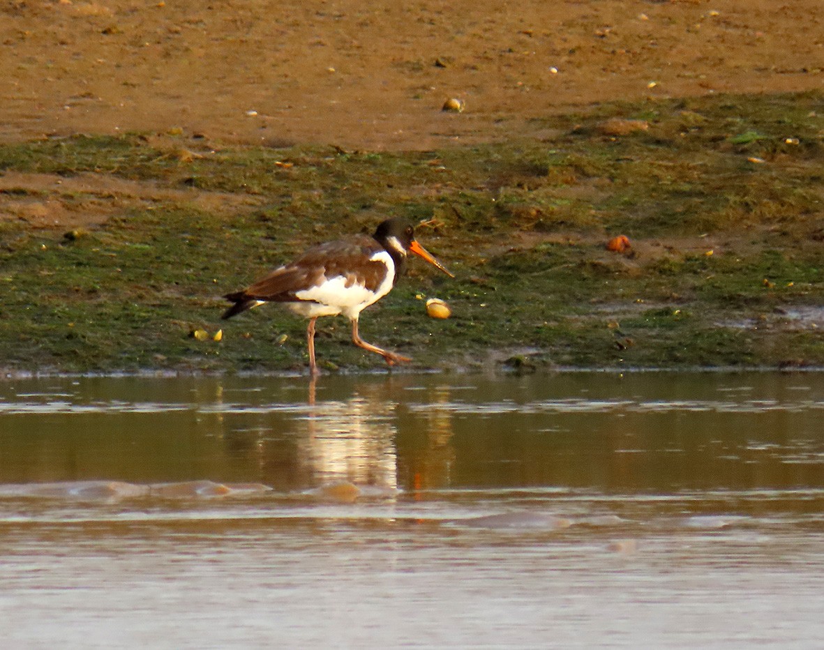 Eurasian Oystercatcher - ML490951431