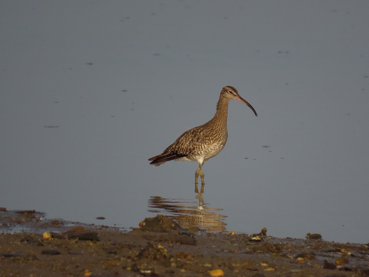 Whimbrel - José Gomes