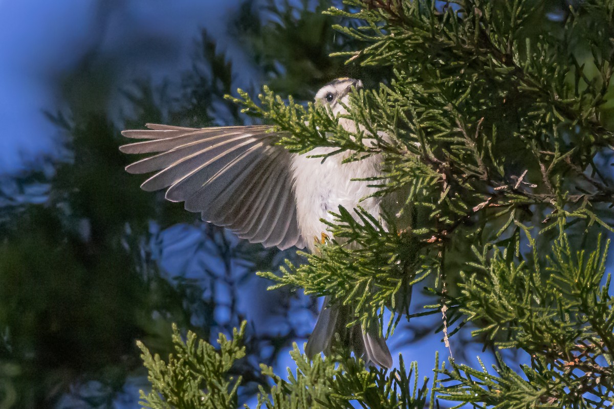 Golden-crowned Kinglet - ML490951511