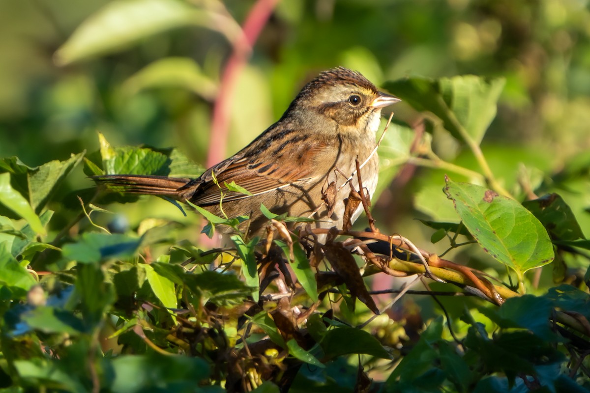 Swamp Sparrow - ML490951571