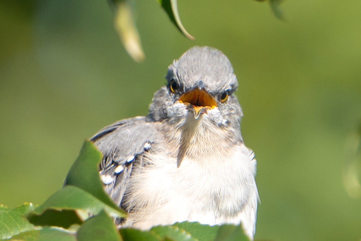 Northern Mockingbird - ML490951611