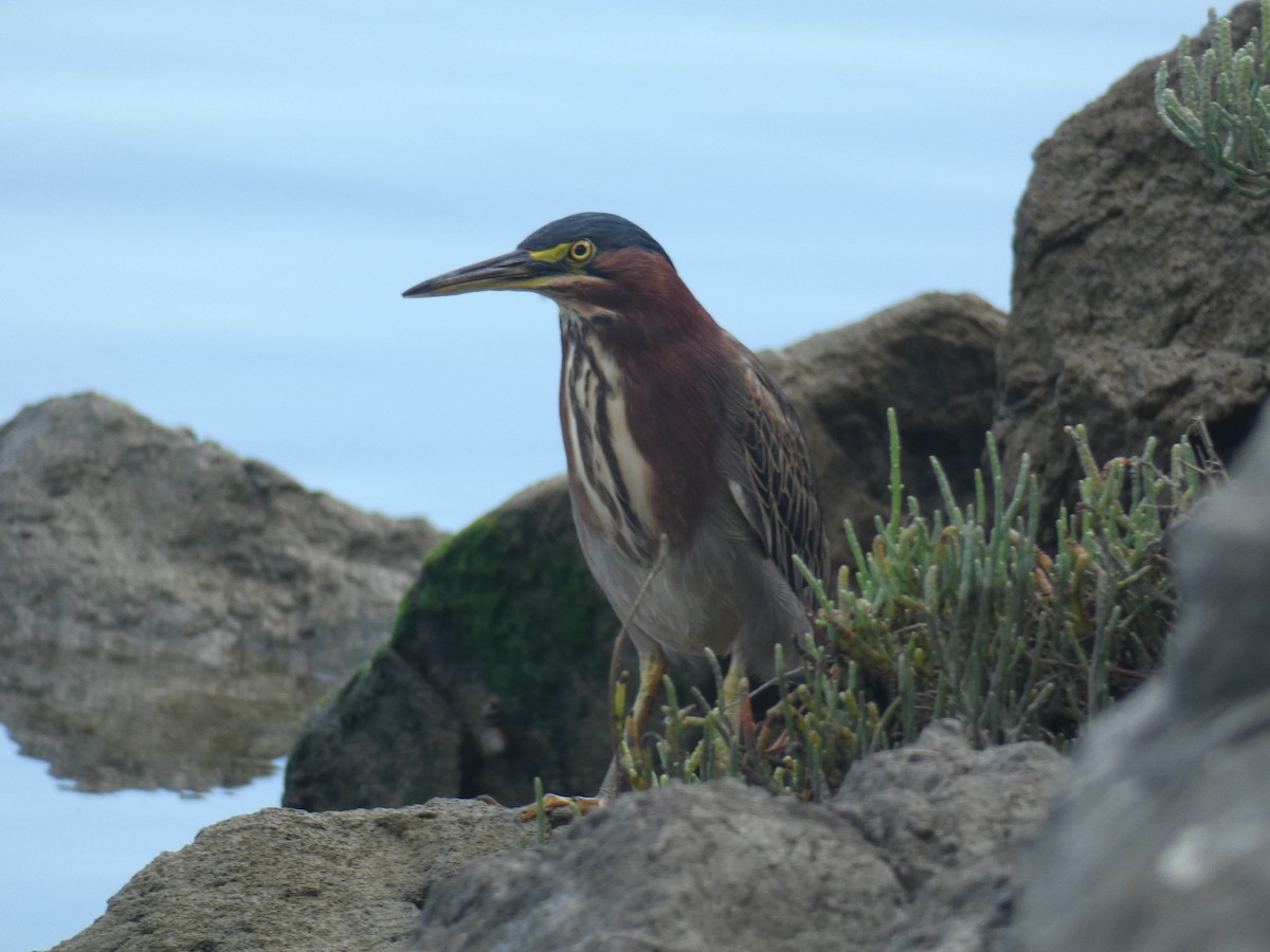 Green Heron - ML490953001