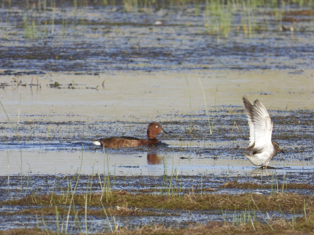 Ferruginous Duck - ML490953211